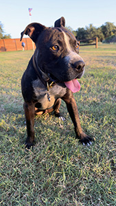 Our dog, Al.